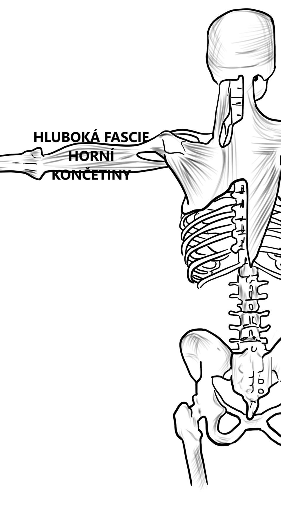 Fascial connections throughout the body