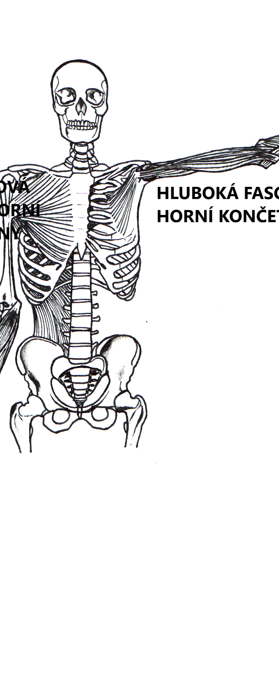 Fascial connections of the upper limb