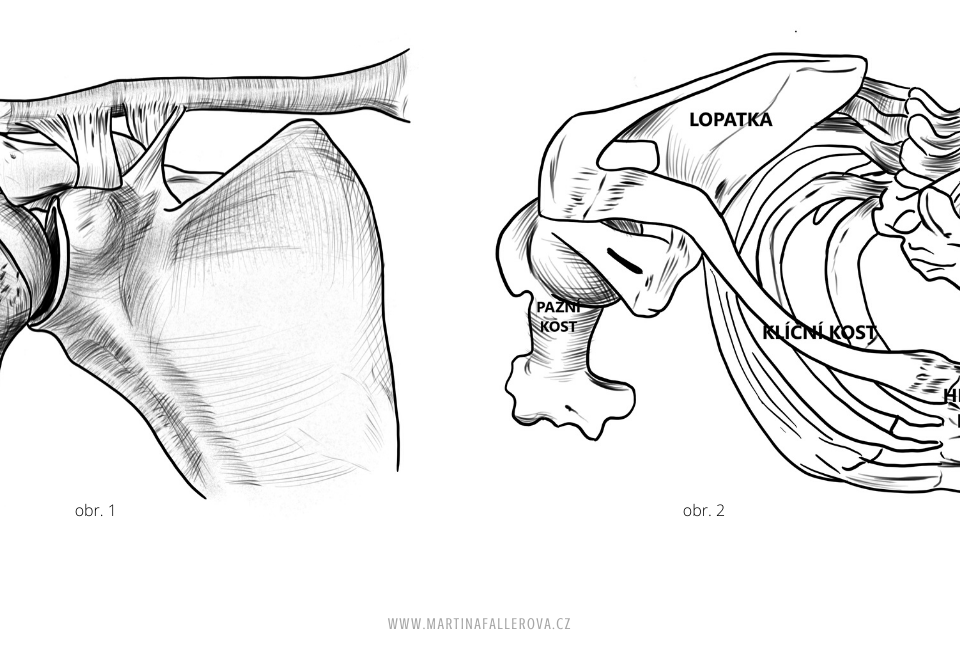 Bones of the shoulder joint