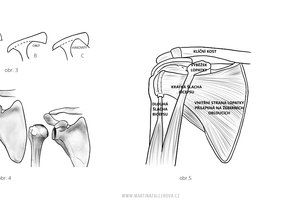 Anatomy of the shoulder joint and acromion shapes