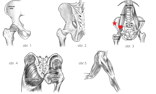 Anatomy of the hip joint showing the ball and socket.