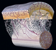 A diagram showing the fascial network throughout the human body.