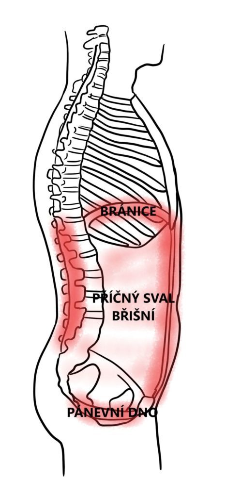 A diagram showing the traditional core muscles located around the torso.