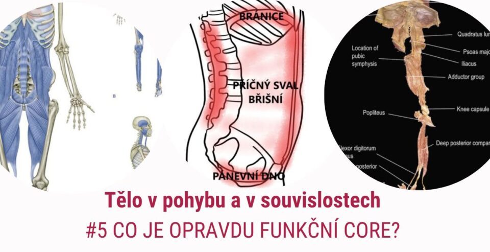 Fascia - deep front line - HSSS - martinafallerova.cz