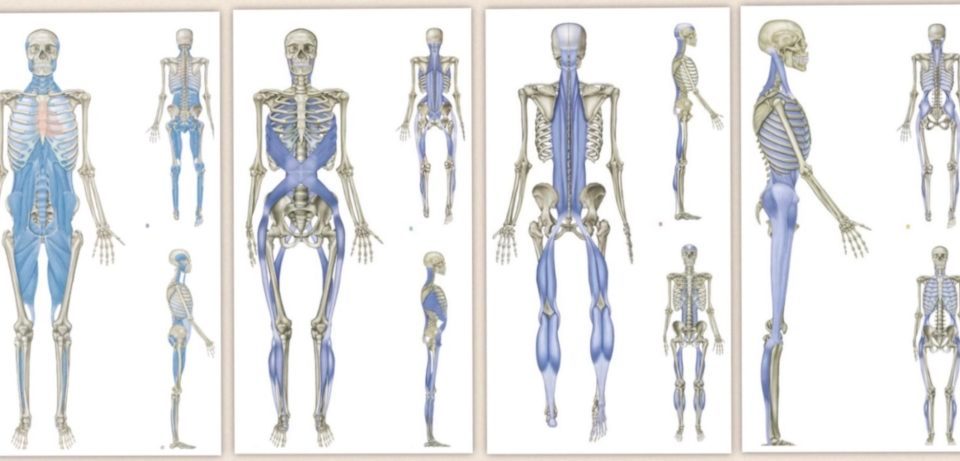 Woman stretching her leg, illustrating the connection of muscles and fascia.